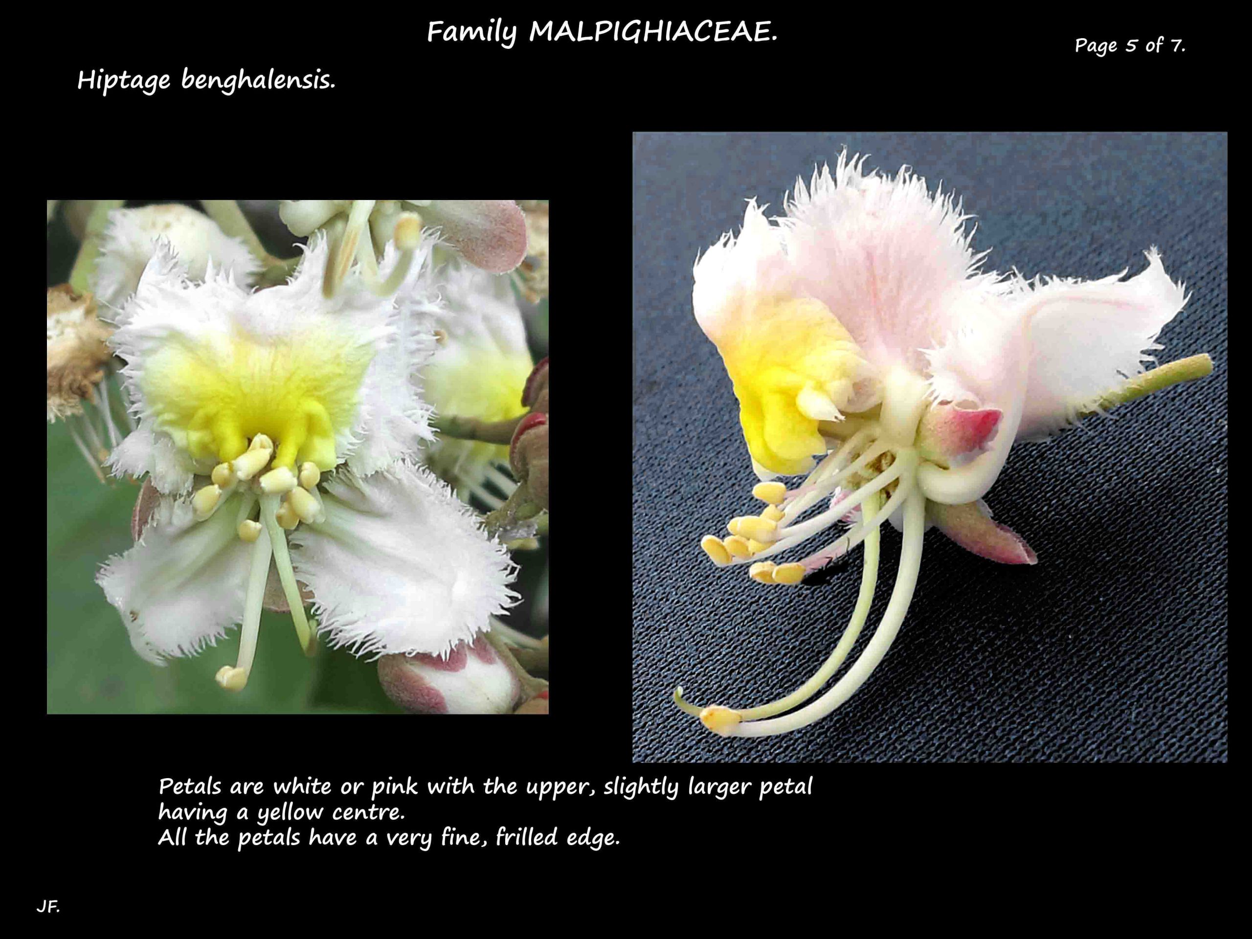 5 Flowers of Hiptage benghalensis